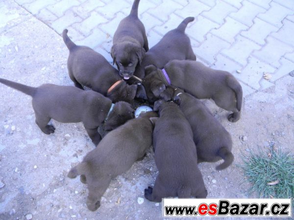 čokoládová štěňátka labradora s PP – fotografie 5