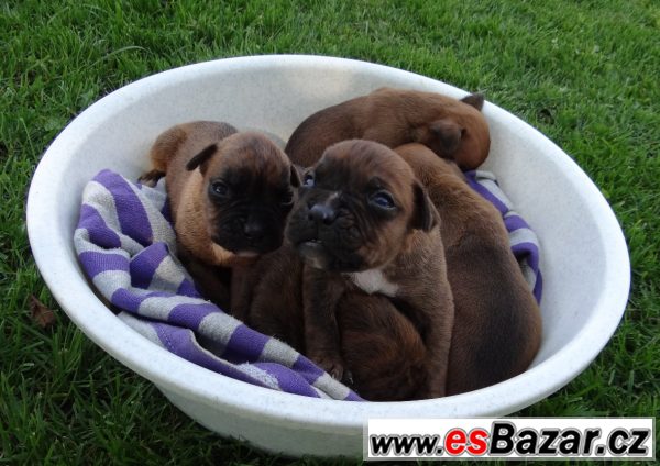  Boxer, šteniatka – fotografie 1