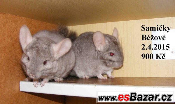 Barevné a standard činčily-27.9 BVV – fotografie 3