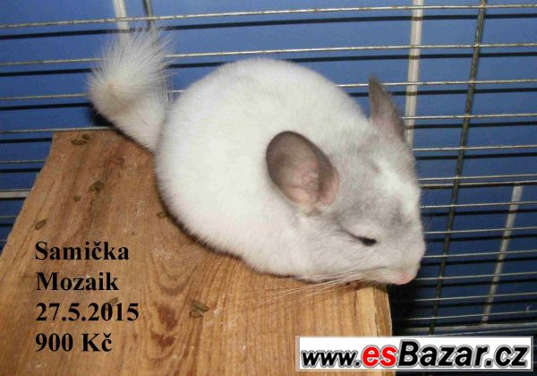 Barevné a standard činčily-27.9 BVV – fotografie 5