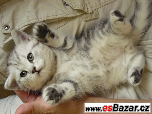 Britský kocourek WHISKAS s PP – fotografie 1