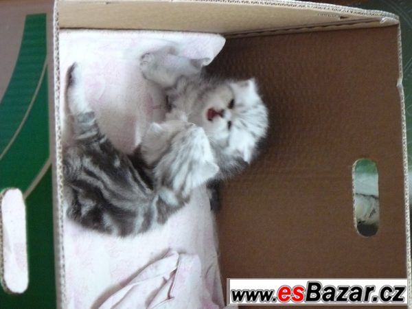Britský kocourek WHISKAS s PP – fotografie 2