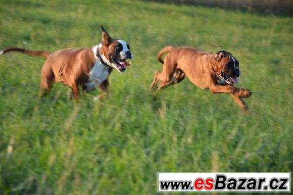 Boxer - zlatí pejsci s PP – fotografie 2