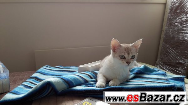 Burmilla s PP – fotografie 1