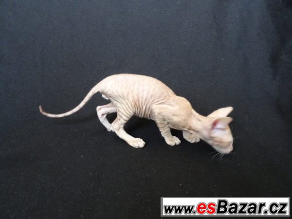 Don Sphynx bez PP – fotografie 1