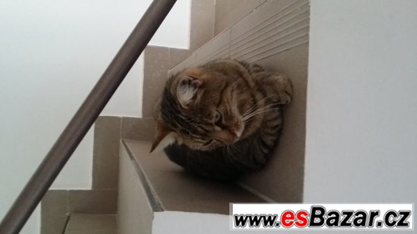 Daruji společenskou čistotnou číču – fotografie 2