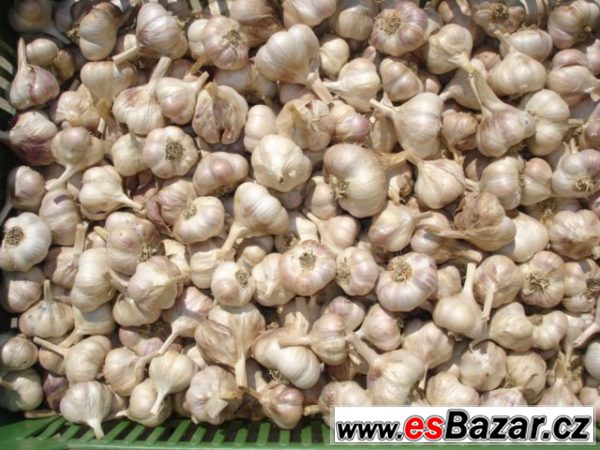 Český česnek 120 Kč/kg – fotografie 1