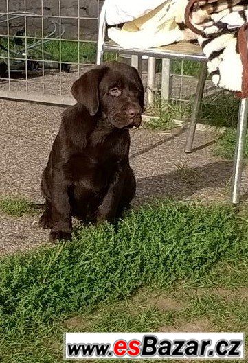 Čokoládový labrador štěňátka s pp – fotografie 1
