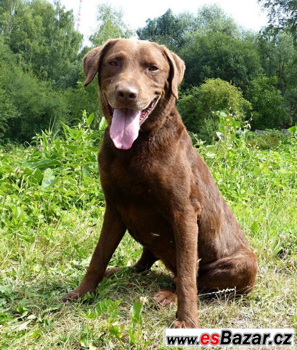 HERBERT - Labradorský retrívr x – fotografie 1