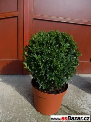 Buxus sempervirens, zimostráz