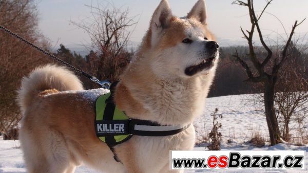 Akita Inu krycí pes – fotografie 2