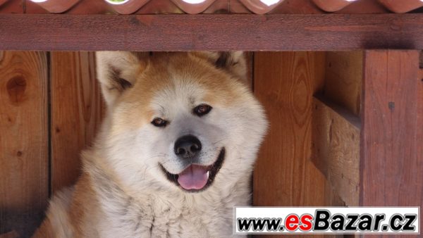 Akita Inu krycí pes – fotografie 4