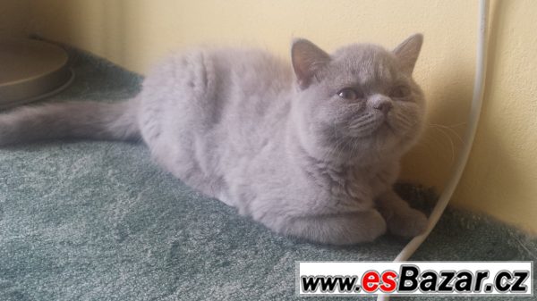 !!Britská princeznička s PP!! – fotografie 1