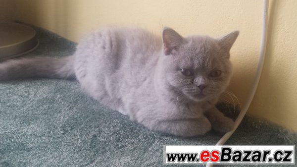 !!Britská princeznička s PP!! – fotografie 3