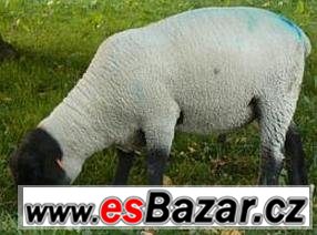 Beran Suffolk  – fotografie 1