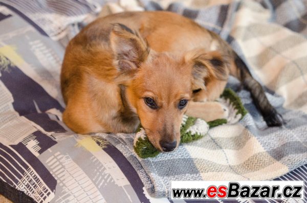 Bambi - Kříženec drobný - štěně – fotografie 2