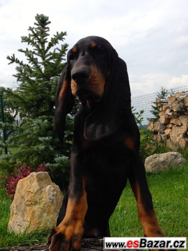 Black and Tan Coonhound s PP – fotografie 2