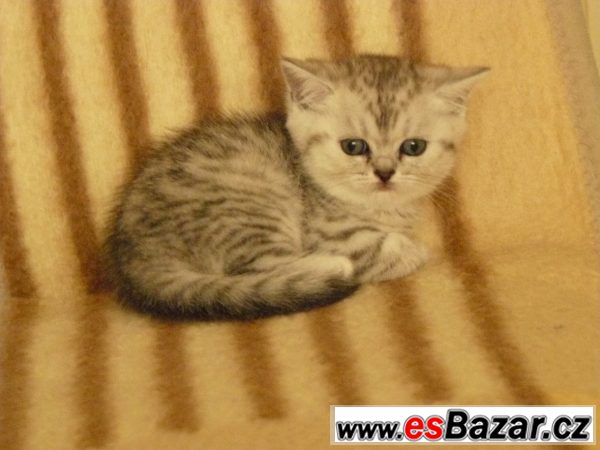 Britská kočička whiskas s PP levně – fotografie 1