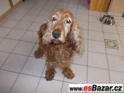 BEN - Kokršpaněl - pes