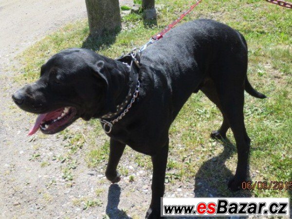 ENORES - Rotvajler x - pes – fotografie 1