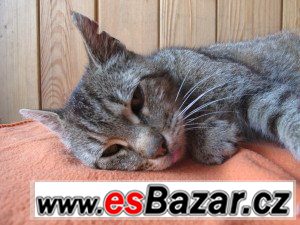Catty – fotografie 1