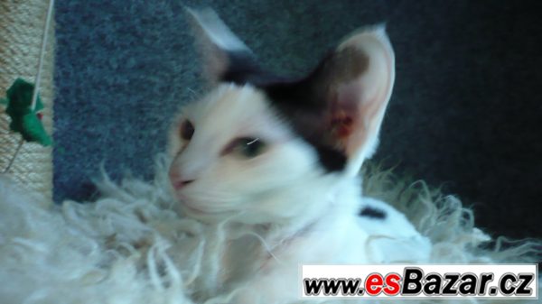 Devon Rex - ušatý skřítek  – fotografie 1
