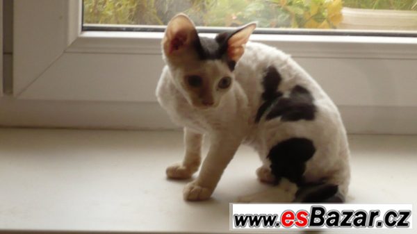 Devon Rex - ušatý skřítek  – fotografie 2