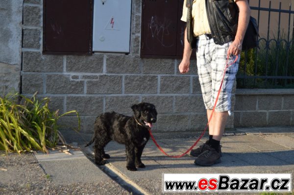 Briard černé fenky – fotografie 1