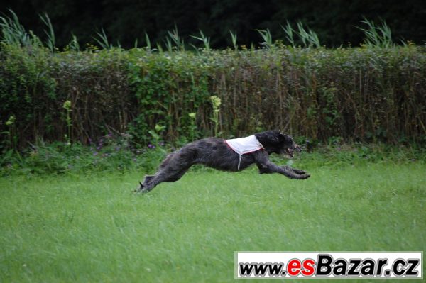 Deerhound - Skotský jelení pes – fotografie 3