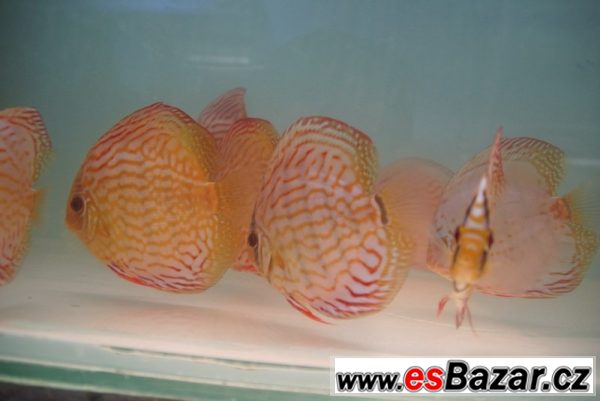 Discus-red tyrkys-terčovci levně – fotografie 4