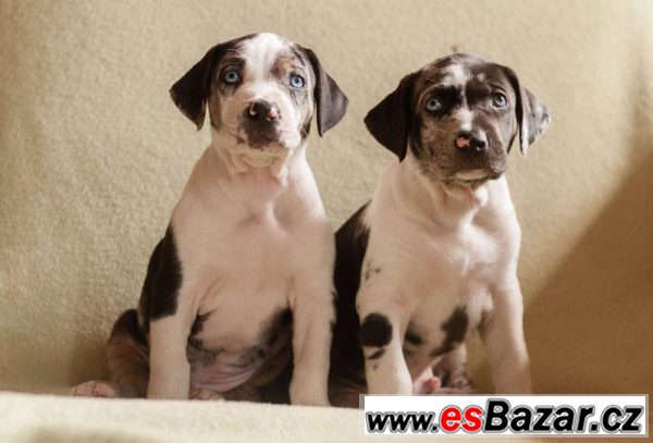 Catahoula exkluzivní štěňátka s PP – fotografie 1