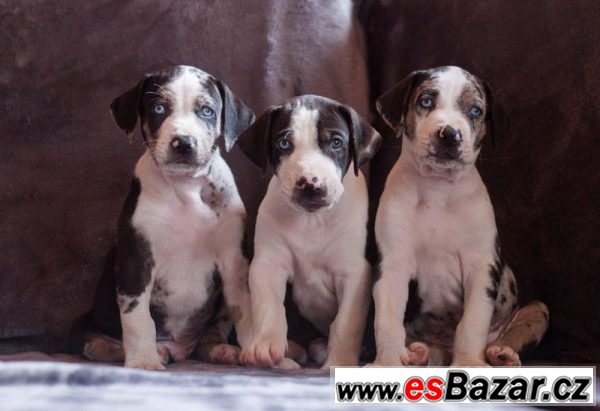 Catahoula exkluzivní štěňátka s PP – fotografie 4