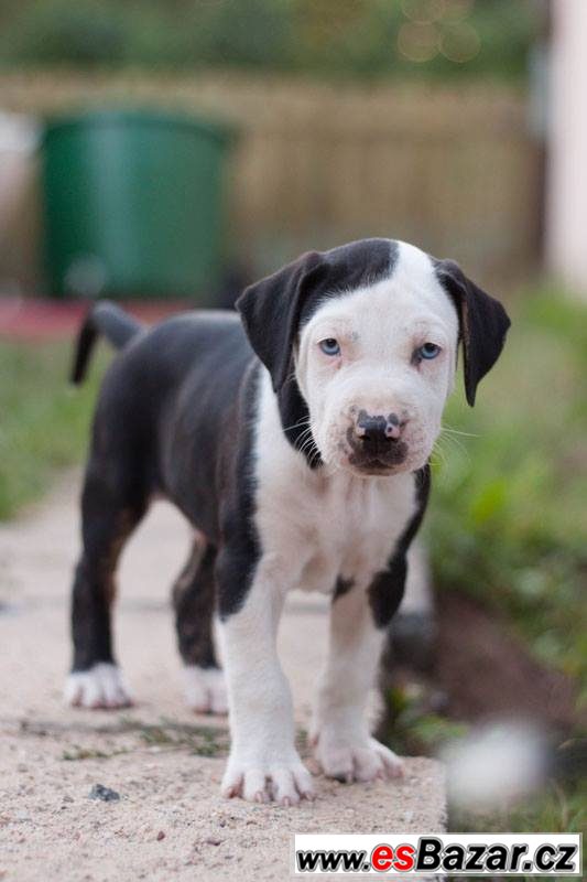 Catahoula exkluzivní štěňátka s PP – fotografie 5