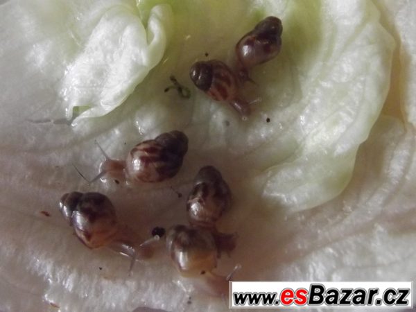 Achatina Reticulata – fotografie 2
