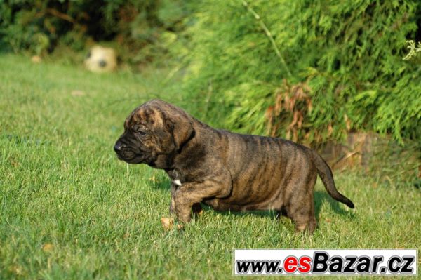 Brazilská fila Chovná stanice Itola – fotografie 4