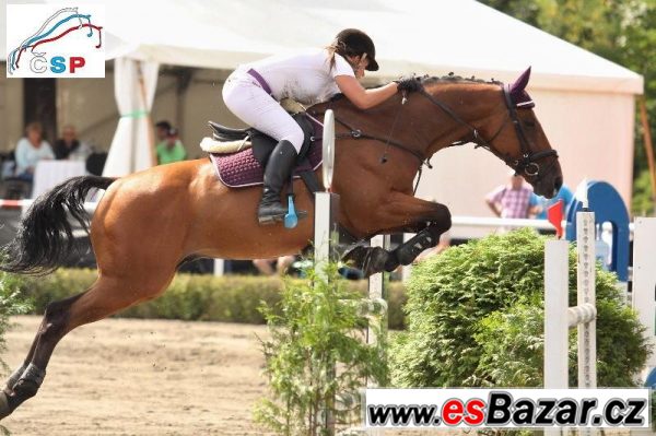 Exkluzivní valach do sportu – fotografie 1