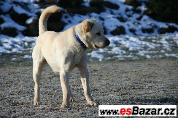 ARES - Labradorský retrívr - pes – fotografie 1
