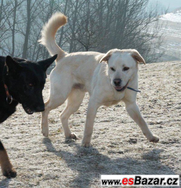ARES - Labradorský retrívr - pes – fotografie 2