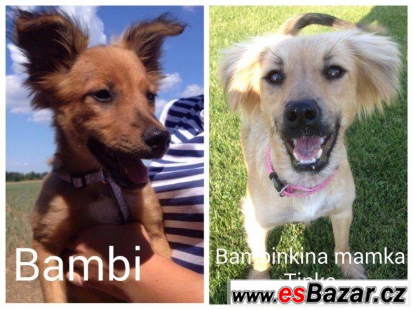 BAMBI - Kříženec malinký - štěně – fotografie 4