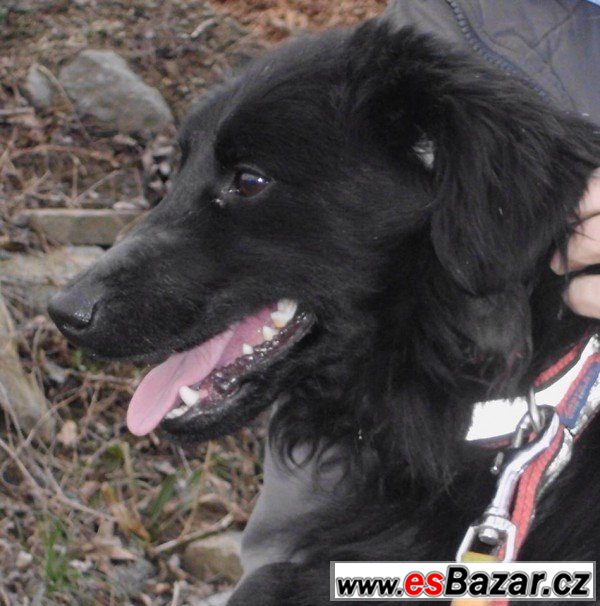 Black - Kříženec - pes – fotografie 1