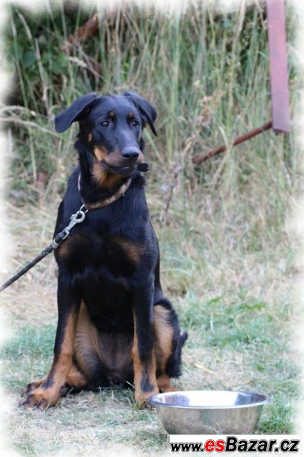 Beauceron - fenka na prodej – fotografie 2
