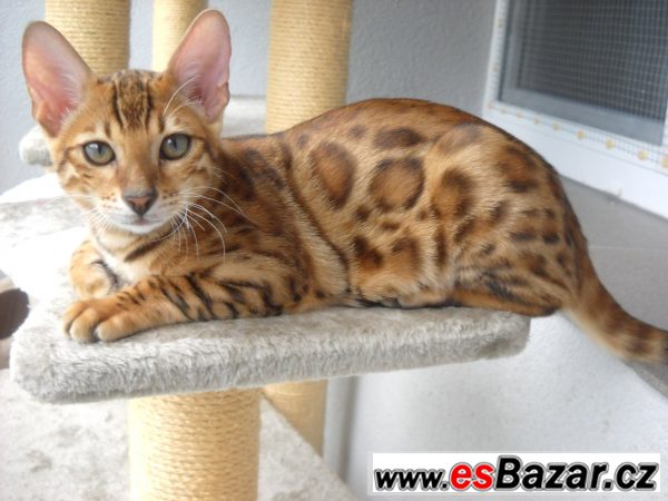 Bengalske kotatka-kocourci – fotografie 2