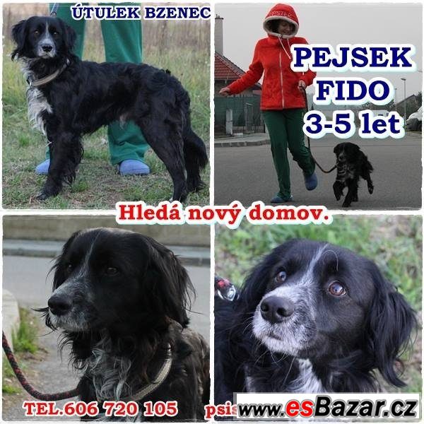 FIDO - Kříženec - pes – fotografie 1