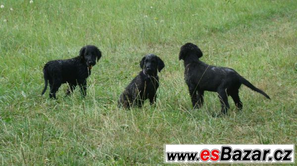 Flat coated retriver s PP černý klu – fotografie 1