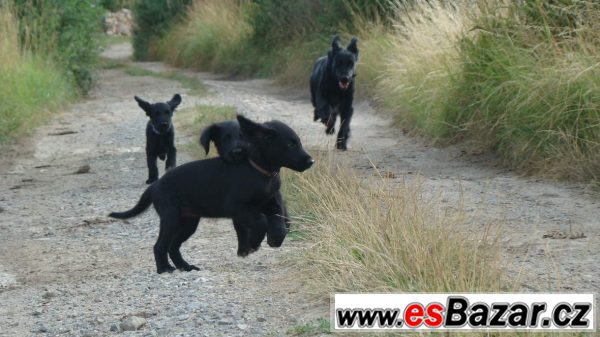 Flat coated retriver s PP černý klu – fotografie 4