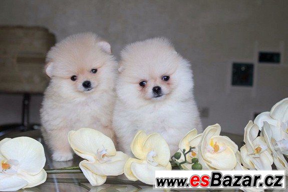 Dostupné Pomeranian Štěňata – fotografie 1