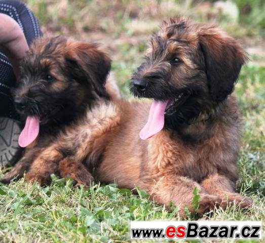 Briard plavá štěňata – fotografie 1