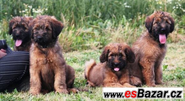 Briard plavá štěňata – fotografie 3