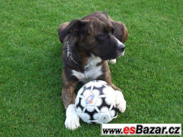 EJMY - Boxer x - fena – fotografie 2