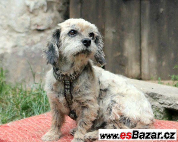 BERUŠKA - Shi-Tzu - fena – fotografie 1